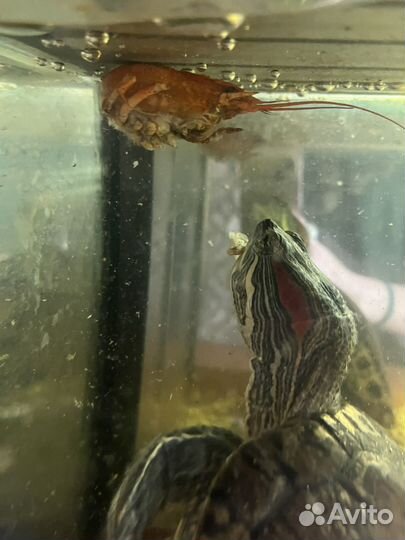 Черепаха с аквариумом