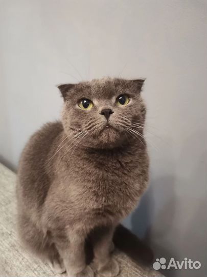 Британская кошка Мила
