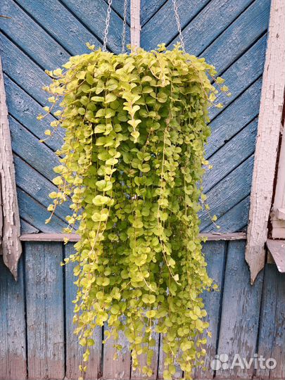 Вербейник монетчатый