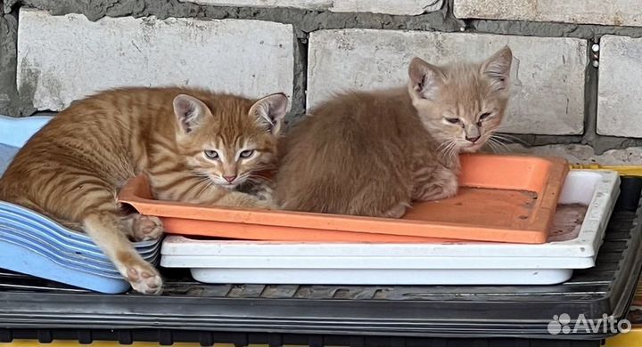 Кошка в дар