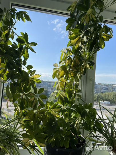 Комнатные цветы шефлера