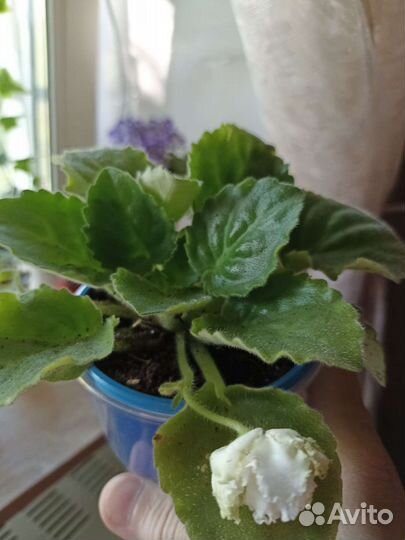 Сортовые фиалки средний стандарт, взрослые