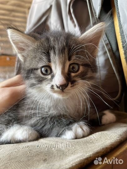 Очень красивые котята