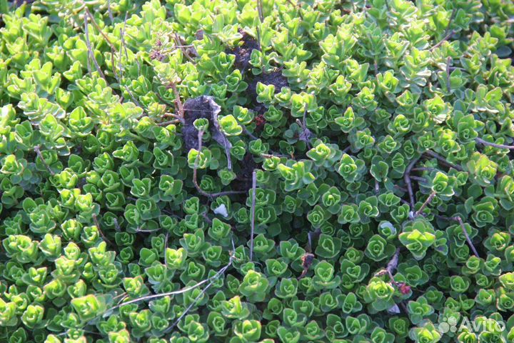 Цветы для сада