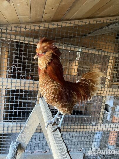 Петухи породы Падуан