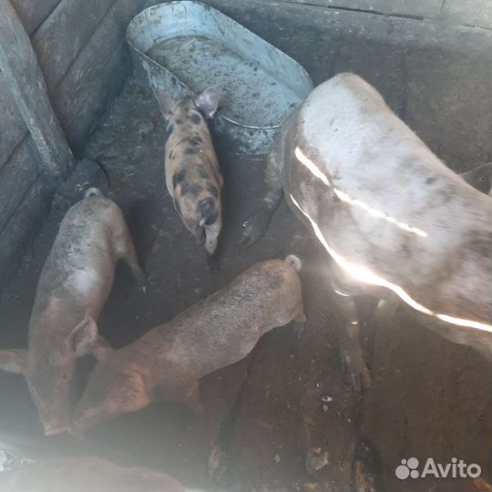 Поросята и свинья