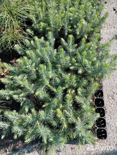 Саженцы голубой ели (Picea Pungens)