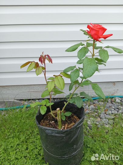 Роза Леди Роуз