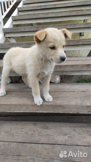 Лайка помесь с хаски щенок