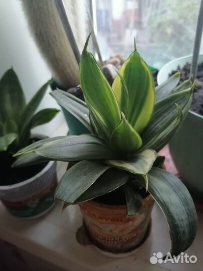 Комнатные цветы-фикус,сансивиерия,зоомиокулькас