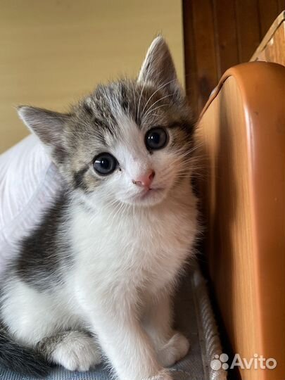 Домашние животные кошки