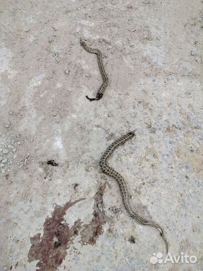 Вылов змей,рептилий,ящериц,лягушек,Химикат от змей
