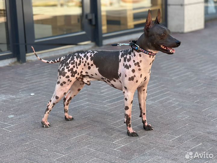 Кобель для вязки агт