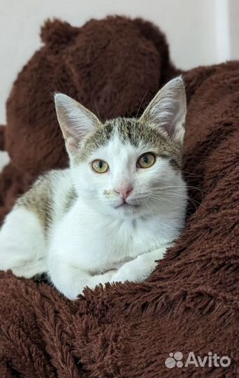 Спасенная малышка из автосервиса нуждается в доме