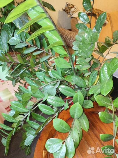 Замиокулькас