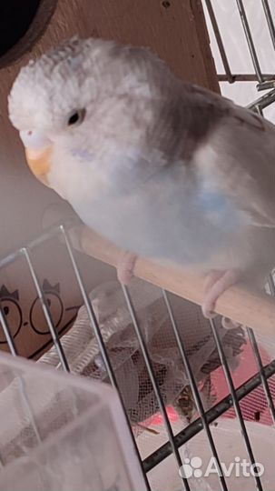 Волнистый попугай чех молодеж