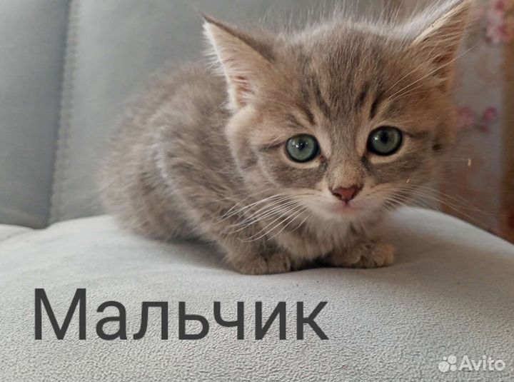 Отдам котят в добрые руки
