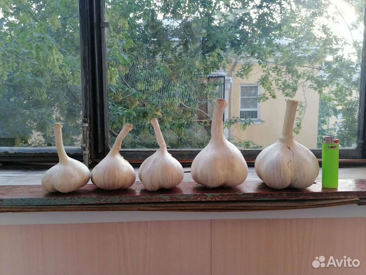 Чеснок Рокамболь (слоновый)