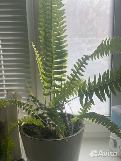 Драцена, кодиеум, шефлера, папоротник, крассула