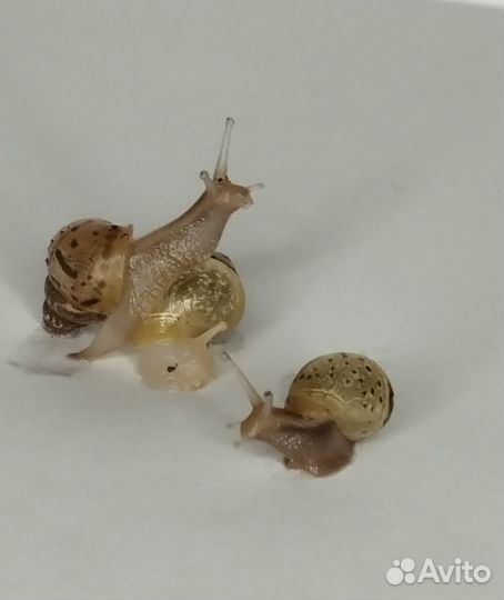 Улитки ахатины