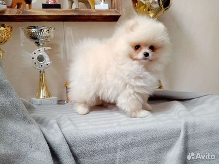 Pomeranian hot sale mini olx