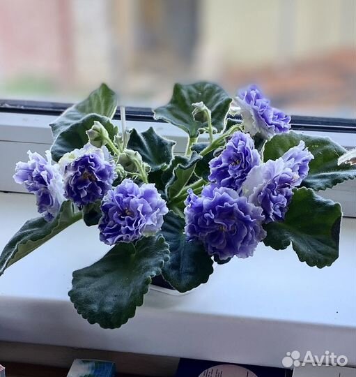 Фиалки сортовые