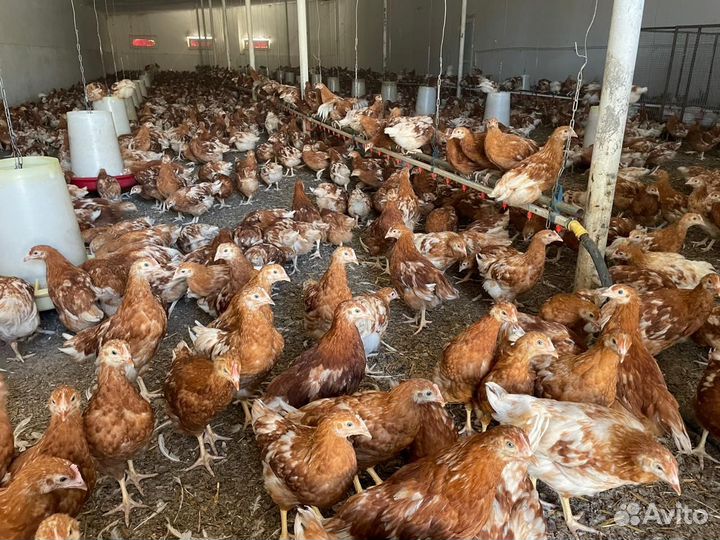 Куры несушки молодняк