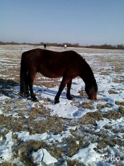 Лошадь жеребец