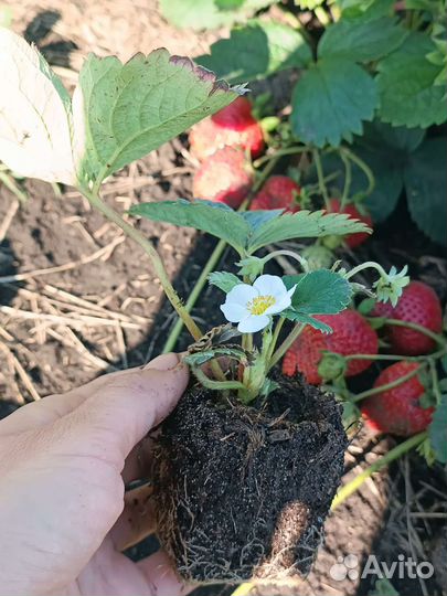 Виктория Азия, альба