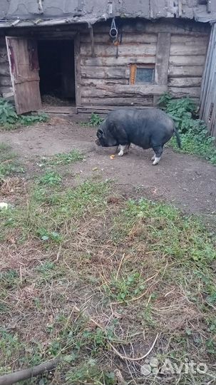 Рабочий хряк