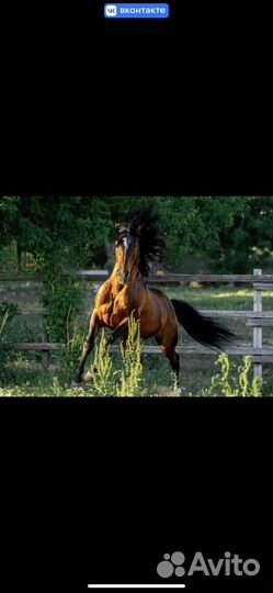 Лошади кросс андалуз