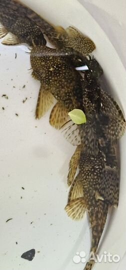 Сомики Анциструс 