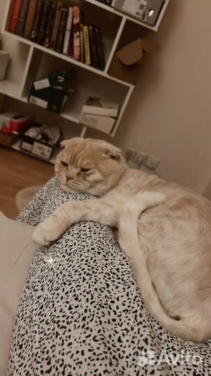 Шотландская вислоухая кошка бесплатно