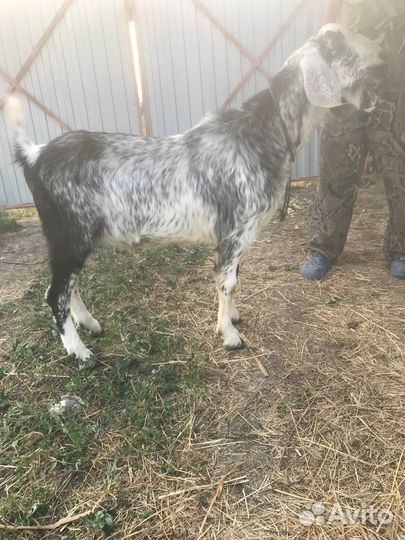 Вязка.Обезроживание козлят