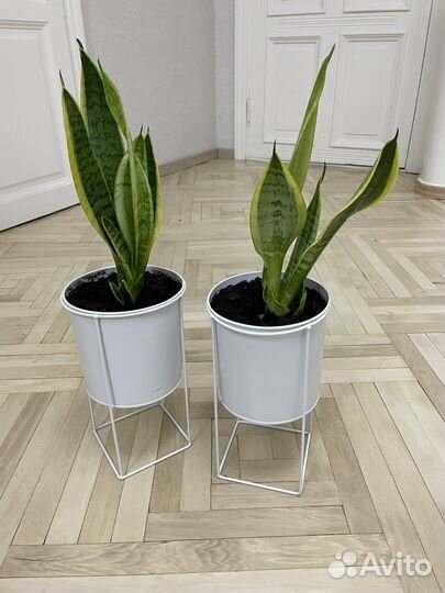 Сансевиерия Лауренти или тещин язык