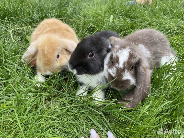 Кролик (чистокровный французский баран)