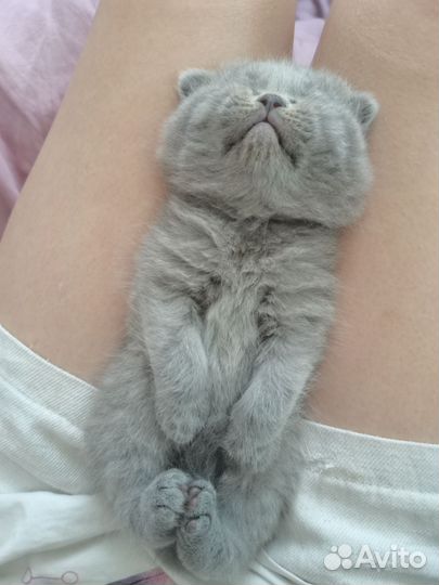 Британские котята