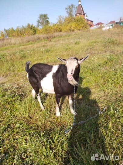 Козел зааненский вязка