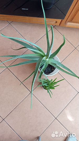 Комнатные растения