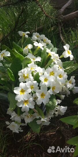 Цветы примула