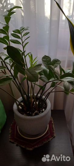 Замиокулькас