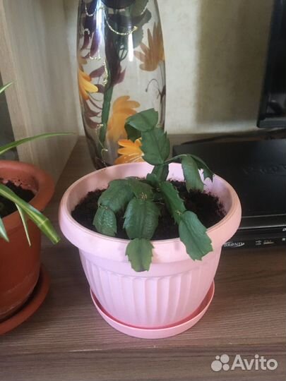 Декабрист,хлорофитум