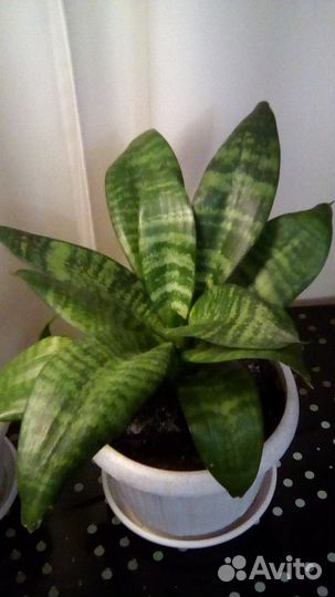 Сансевиерия