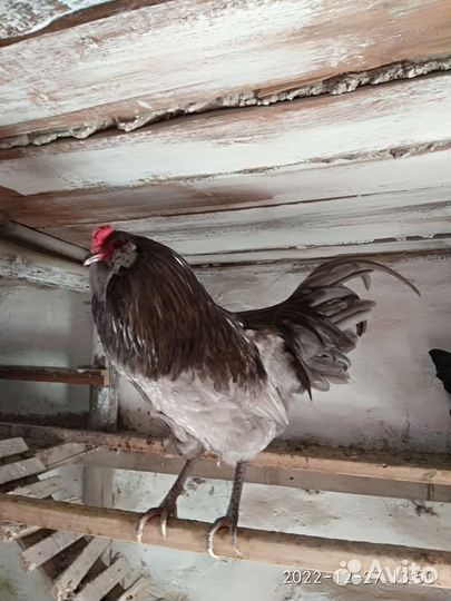 Инкубационное яйцо Амерауканы и Белефельдера