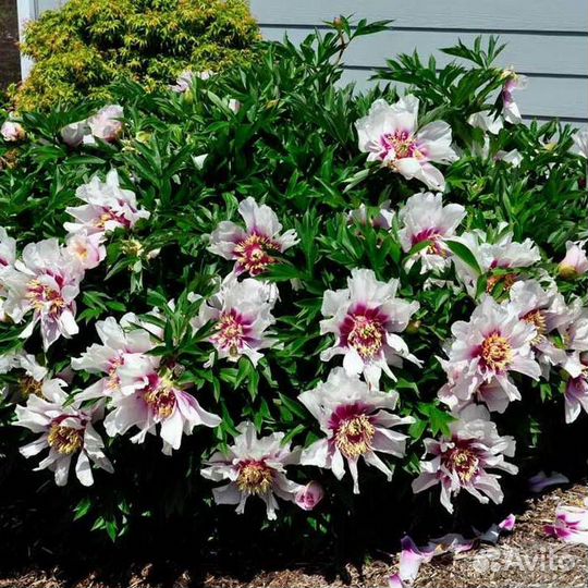 Пион Кора Луиза (Paeonia Itoh Cora Louise), корень