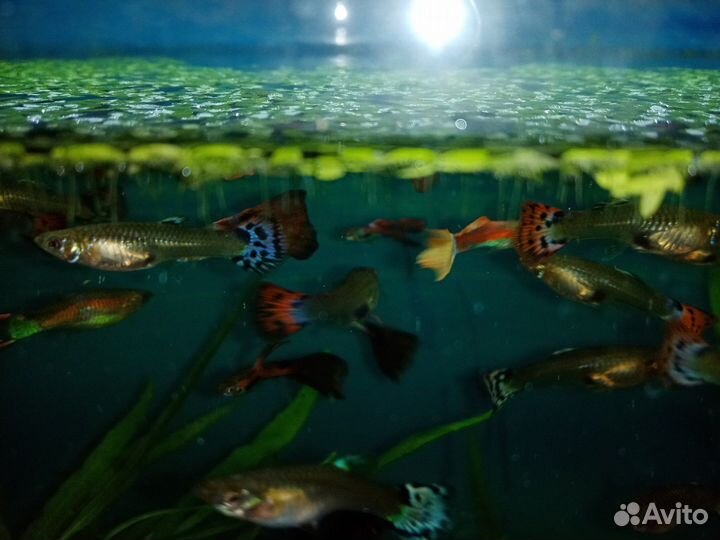 Аквариумные рыбки