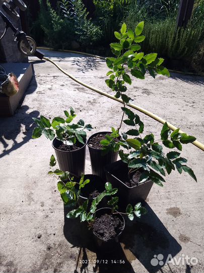 Магония падуболистная саженцы