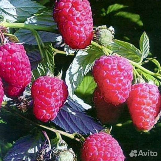 Саженцы Малина, крыжовник, вишня