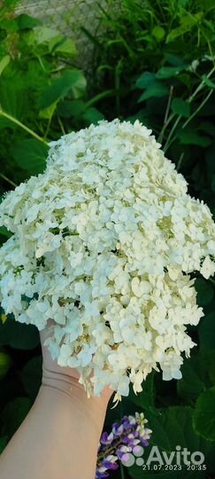 Гортензия древовидная анабель