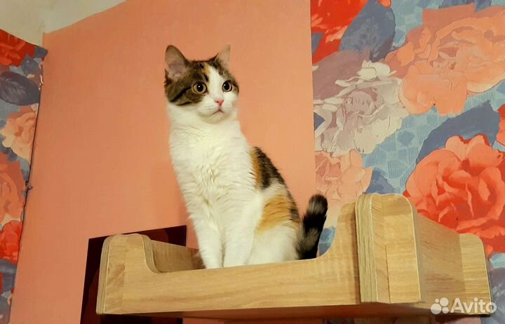 Нежный цветочек асия